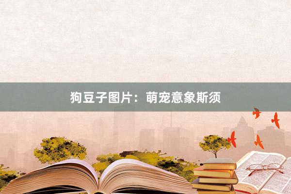 狗豆子图片：萌宠意象斯须